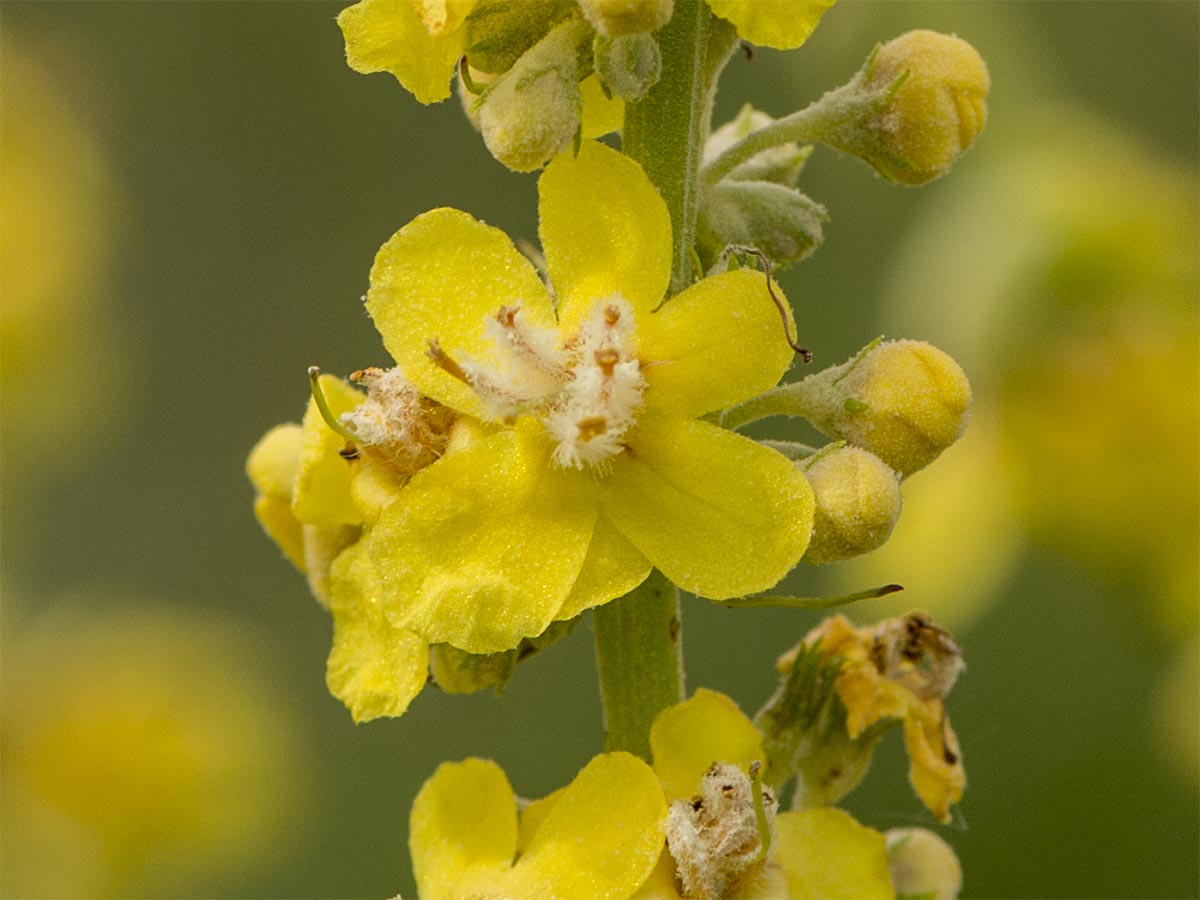 Verbascum lychnitis